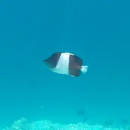 Pyramid Butterflyfish, photo 2