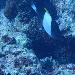 Pyramid Butterflyfish, photo 3