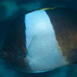 Pyramid Butterflyfish, photo 4