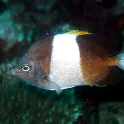Pyramid Butterflyfish, photo 5