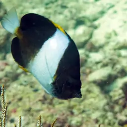 Pyramid Butterflyfish, photo 6