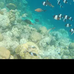 Pyramid Butterflyfish, photo 7