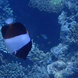 Pyramid Butterflyfish, photo 8