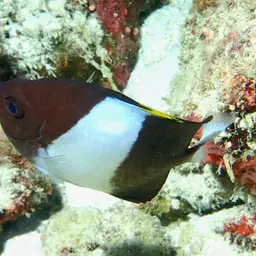 Pyramid Butterflyfish, photo 9