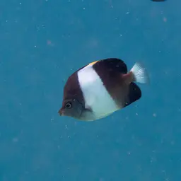 Pyramid Butterflyfish, photo 10