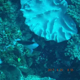 Pyramid Butterflyfish, photo 11