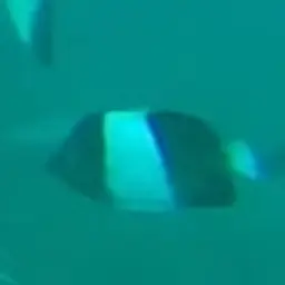 Pyramid Butterflyfish, photo 12