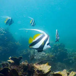 Bannerfish, photo 2