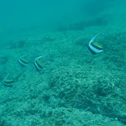 Bannerfish, photo 3