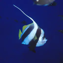 Bannerfish, photo 4