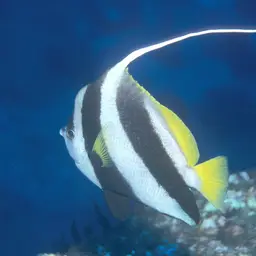 Bannerfish, photo 5
