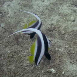 Bannerfish, photo 6