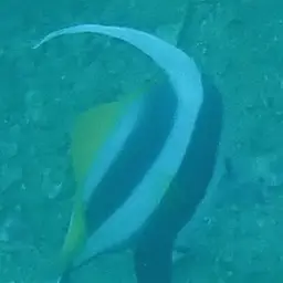Bannerfish, photo 7