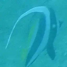 Bannerfish, photo 8
