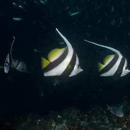 Bannerfish, photo 10