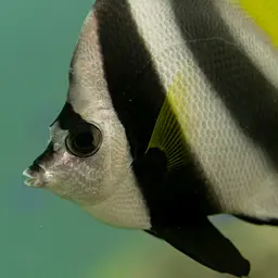 Bannerfish, photo 11