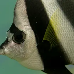 Bannerfish, photo 12