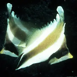 Horned Bannerfish