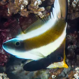 Horned Bannerfish, photo 2