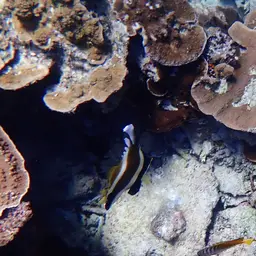 Horned Bannerfish, photo 3