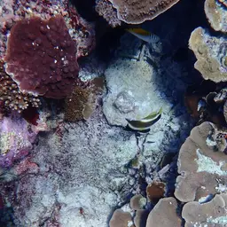 Horned Bannerfish, photo 4