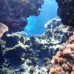 Horned Bannerfish, photo 5