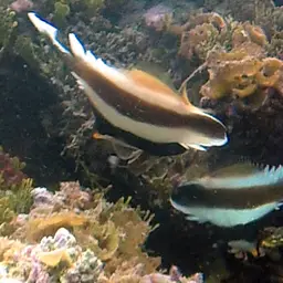 Horned Bannerfish, photo 6