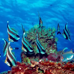 Horned Bannerfish, photo 7