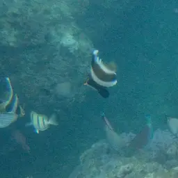Horned Bannerfish, photo 8