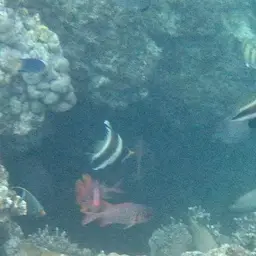 Horned Bannerfish, photo 9