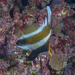 Horned Bannerfish, photo 10