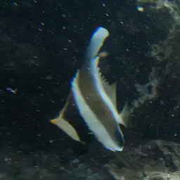 Horned Bannerfish, photo 11