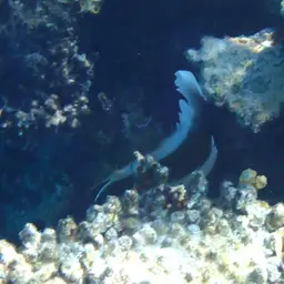 Horned Bannerfish, photo 12