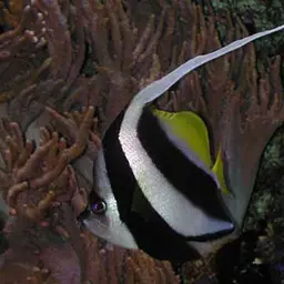 Bannerfish
