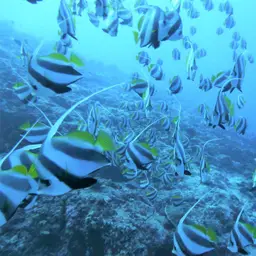 Bannerfish, photo 2