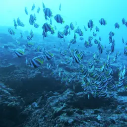 Bannerfish, photo 3