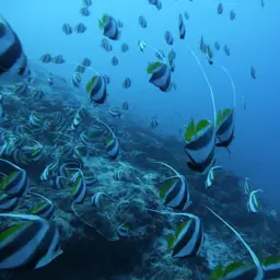Bannerfish, photo 4