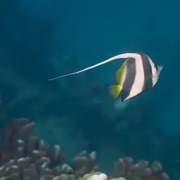 Bannerfish, photo 5