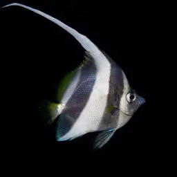 Bannerfish, photo 6
