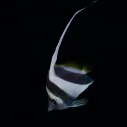 Bannerfish, photo 7