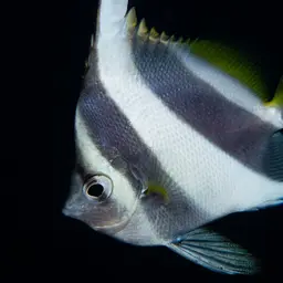 Bannerfish, photo 8