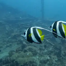 Bannerfish, photo 9