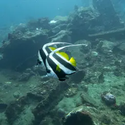 Bannerfish, photo 10