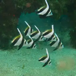 Bannerfish, photo 11