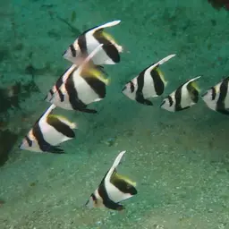 Bannerfish, photo 12