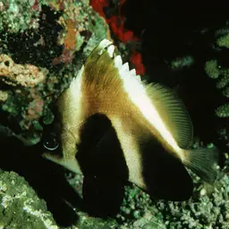 Indian Ocean Bannerfish