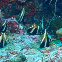 Indian Ocean Bannerfish, photo 2