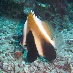 Indian Ocean Bannerfish, photo 3