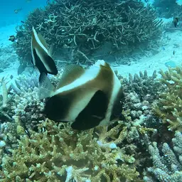 Indian Ocean Bannerfish, photo 4