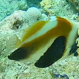 Indian Ocean Bannerfish, photo 6